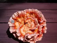 IM001165.webp