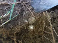 closeup.webp