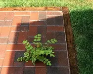 Tree.webp