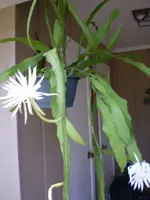 Flower4.webp