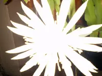 flower3.webp