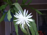 Flower2.webp
