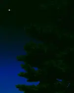 Tree_Star_Screen_Size.webp