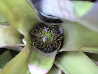 Flower.webp