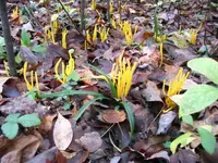 YellowWonder.webp