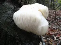 Waterfallfungus2.webp