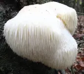 WaterfallFungus.webp