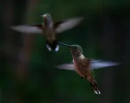 two-birds.webp