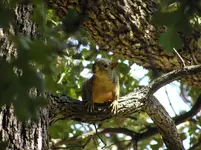 squirrel.webp