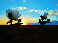 DSCN2971.webp