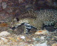 o-JAGUAR-PHOTO-ARIZONA-facebook.webp