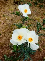 FSCN3230.webp