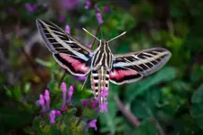 -hummingbird-moth-print-doug-long.webp