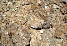 DSC00232-2.webp