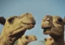 MW-CH999_camels_20140612162648_MG.webp