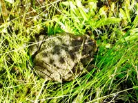 DSCN1431.webp