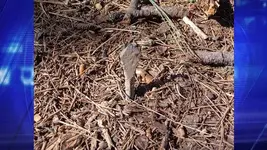 7-15-14-REBAR-IN-ROAD.webp