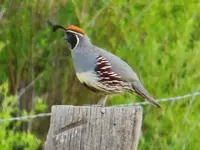 RSCN3319.webp