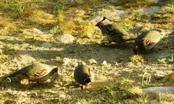 DSCN2738.webp