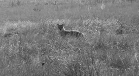 B&W 5.webp