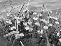 B&W 15.webp