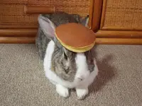 pancake_bunny.webp