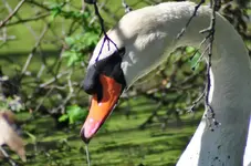 Mute Swan.webp