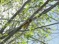 bird in pagosa.webp