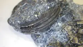 new coins two 014.webp