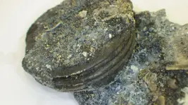 new coins two 015.webp