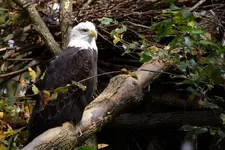 eagle1.webp
