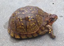 turtle.webp