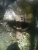 ANCIENT 234.webp