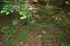 DSC_0023.webp
