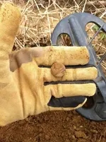 Eagle out of dirt.webp Eagle out of dirt.webp