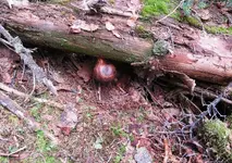 Burl 11.webp