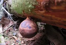 Burl 22.webp