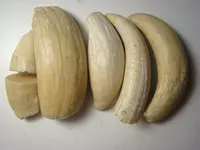 spem teeth.webp