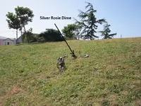 Park Finds 6-14-14 003.webp