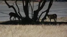 100_4549.webp