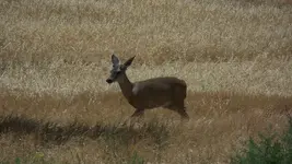 100_4553.webp