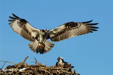 SB_OSPREY__1.webp