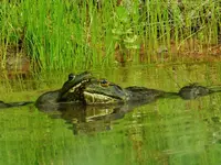 DSCN8408.webp