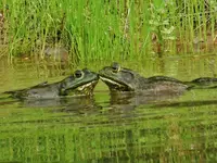 DSCN8409.webp