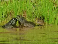 DSCN8421.webp