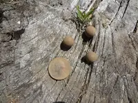 musket balls.webp musket balls.webp
