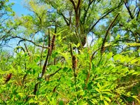 DSCN3170.webp