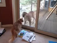 cougar-cat2.webp cougar-cat2.webp