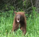 Bear Close Sized.webp