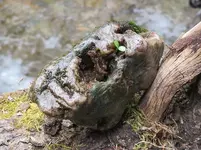 Plant Rock 2.webp
